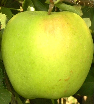 Plod voćne sadnice Jabuka Mucu