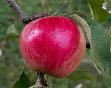 Plod voćne sadnice Jabuka Prim Ruž