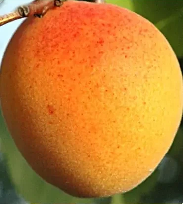 Plod voćne sadnice Kajsija NS-4