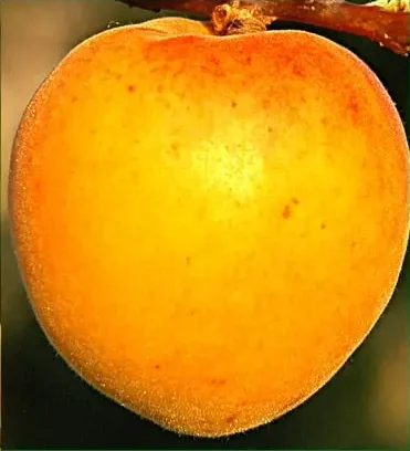 Plod voćne sadnice Kajsija NS-6