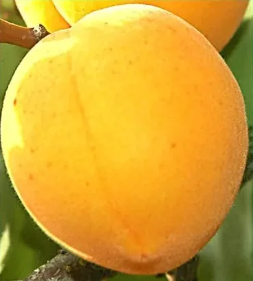 Plod voćne sadnice Kajsija Nju Džersi 19