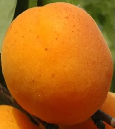 Plod voćne sadnice Kajsija Novosadska Rodna