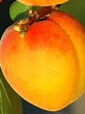 Plod voćne sadnice Kajsija Polumela