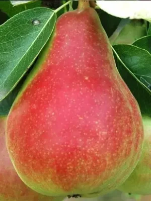 Plod voćne sadnice Kruške Butira