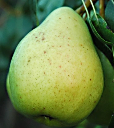 Plod voćne sadnice Kruške Duardova