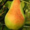 Plod voćne sadnice Kruške Santa Marija