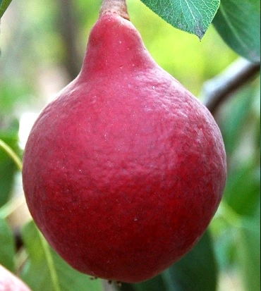 Plod voćne sadnice Kruške Starkrimson