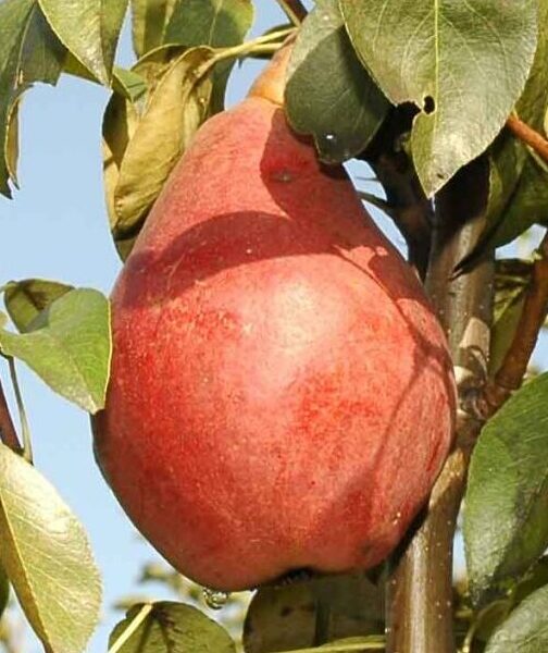 Plod voćne sadnice Kruške Viljamova Crvena