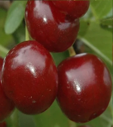 Plod voćne sadnice Višnje Čačanski Rubin