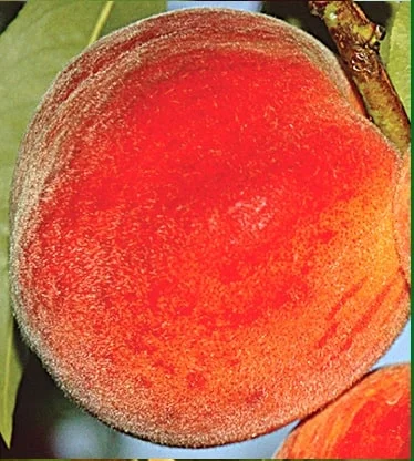 Plod voćne sadnice Breskve Red Heven