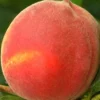 Plod voćne sadnice Breskve Red Top