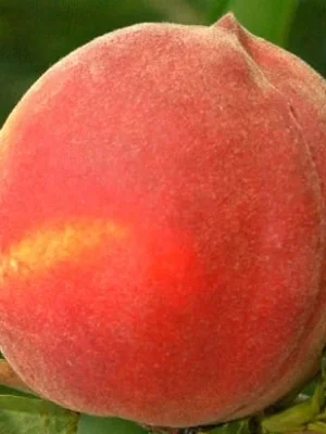Plod voćne sadnice Breskve Red Top