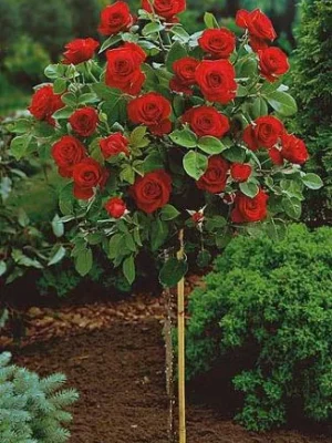Sadnice Loptaste Ruže Stablašice Crvena