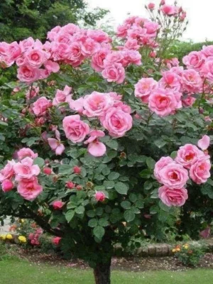 Sadnice Roze Loptaste Ruže Stablašice