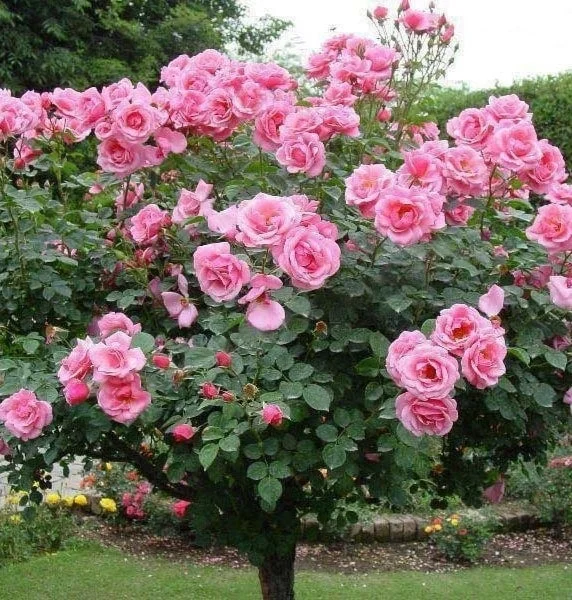 Sadnice Roze Loptaste Ruže Stablašice