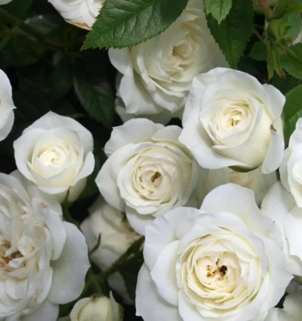 Sadnice Bele Mini Ruže