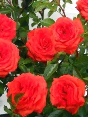 Sadnice Crvene Mini Ruže