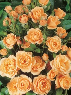 Sadnice Narandžaste Mini Ruže