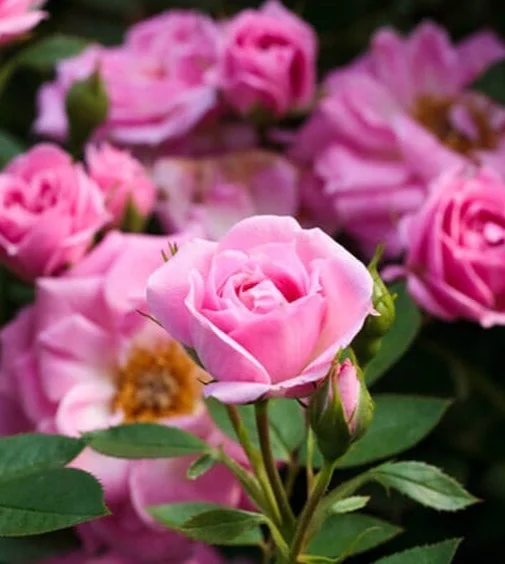 Sadnice Roze Mini Ruže
