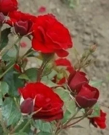 Sadnice Tamno Crvene Mini Ruže