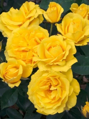 Sadnice Žute Mini Ruže