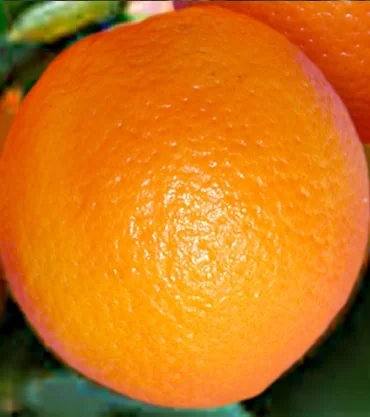 Sadnice Pomorandže