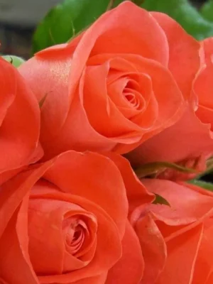 Sadnice Ruže Čajevke Perla