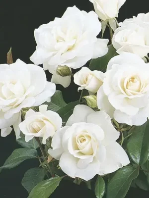 Sadnice Bele Ruže Polijante