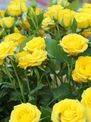 Sadnice Ruže Polijante Mini Yellow