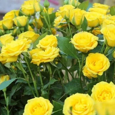 Sadnice Ruže Polijante Mini Yellow