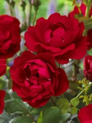 Sadnice Ruže Polijante Nina WeilBull