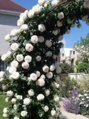 Sadnice Ruže Puzavice Bela