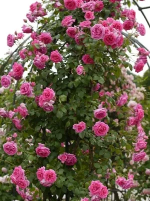 Sadnice Ruže Puzavice Roza