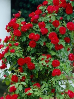 Sadnice Ruže Puzavice Svetlo Crvena